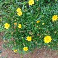 <i>Coreopsis lanceolata</i>  L.